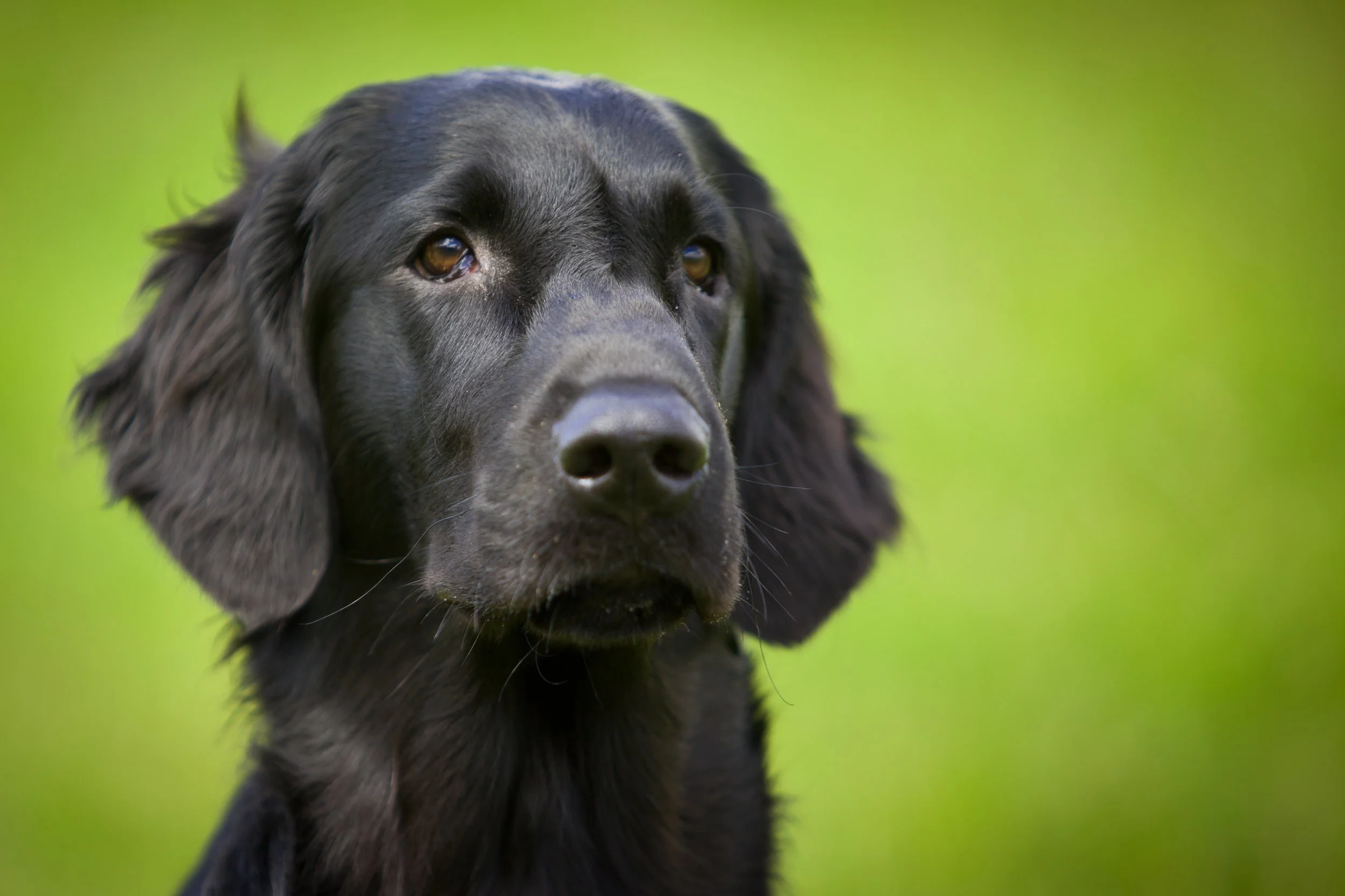 flatcoated-retriever-438010.jpg