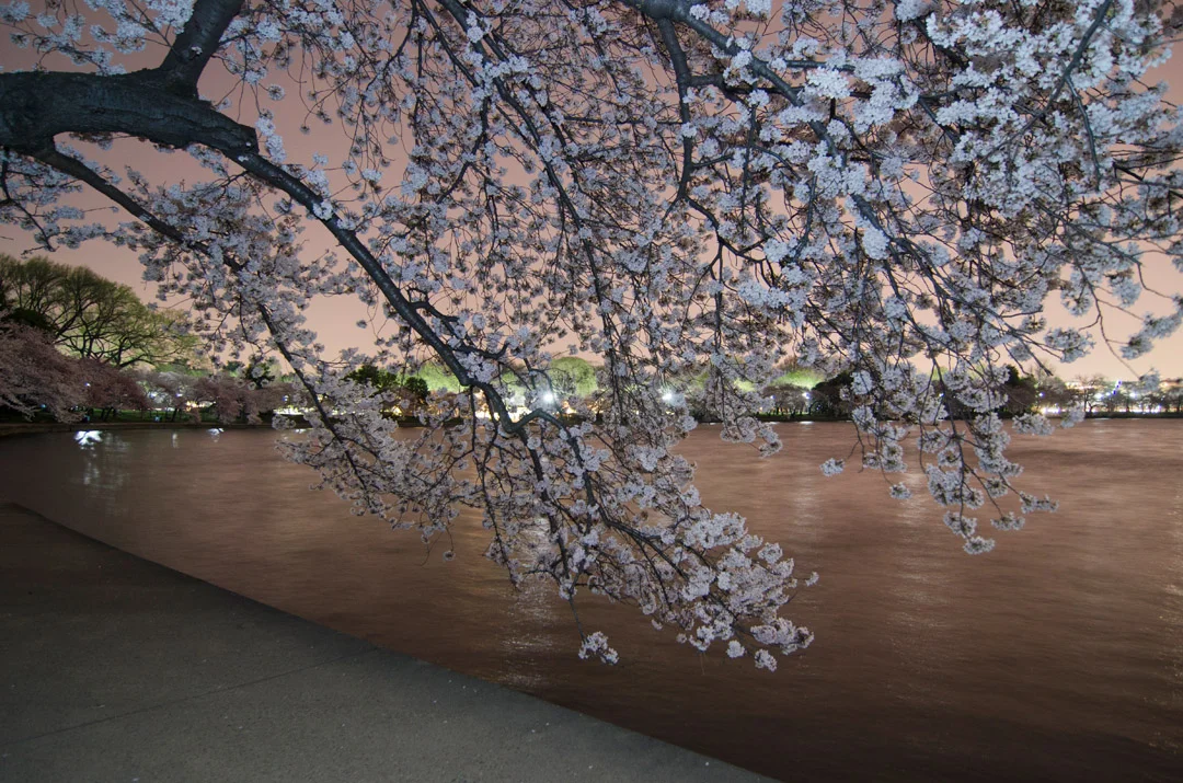 20120324-Cherry-Blossoms-Highlights-VPw02.jpg