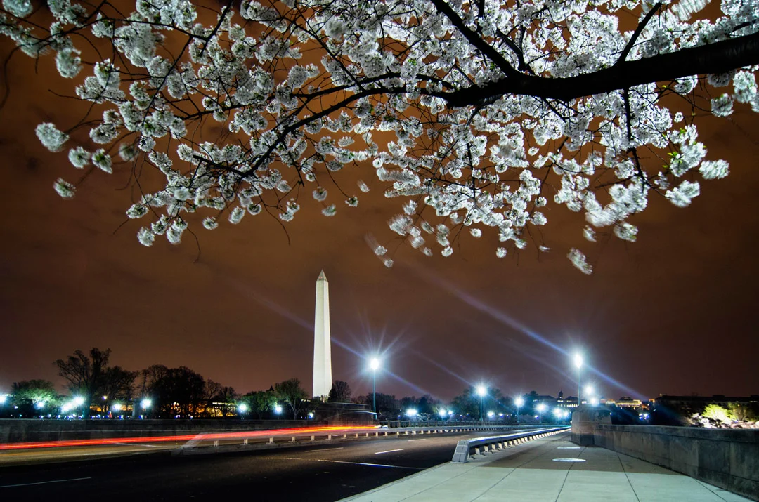 20120324-Cherry-Blossoms-Highlights-VPw08.jpg