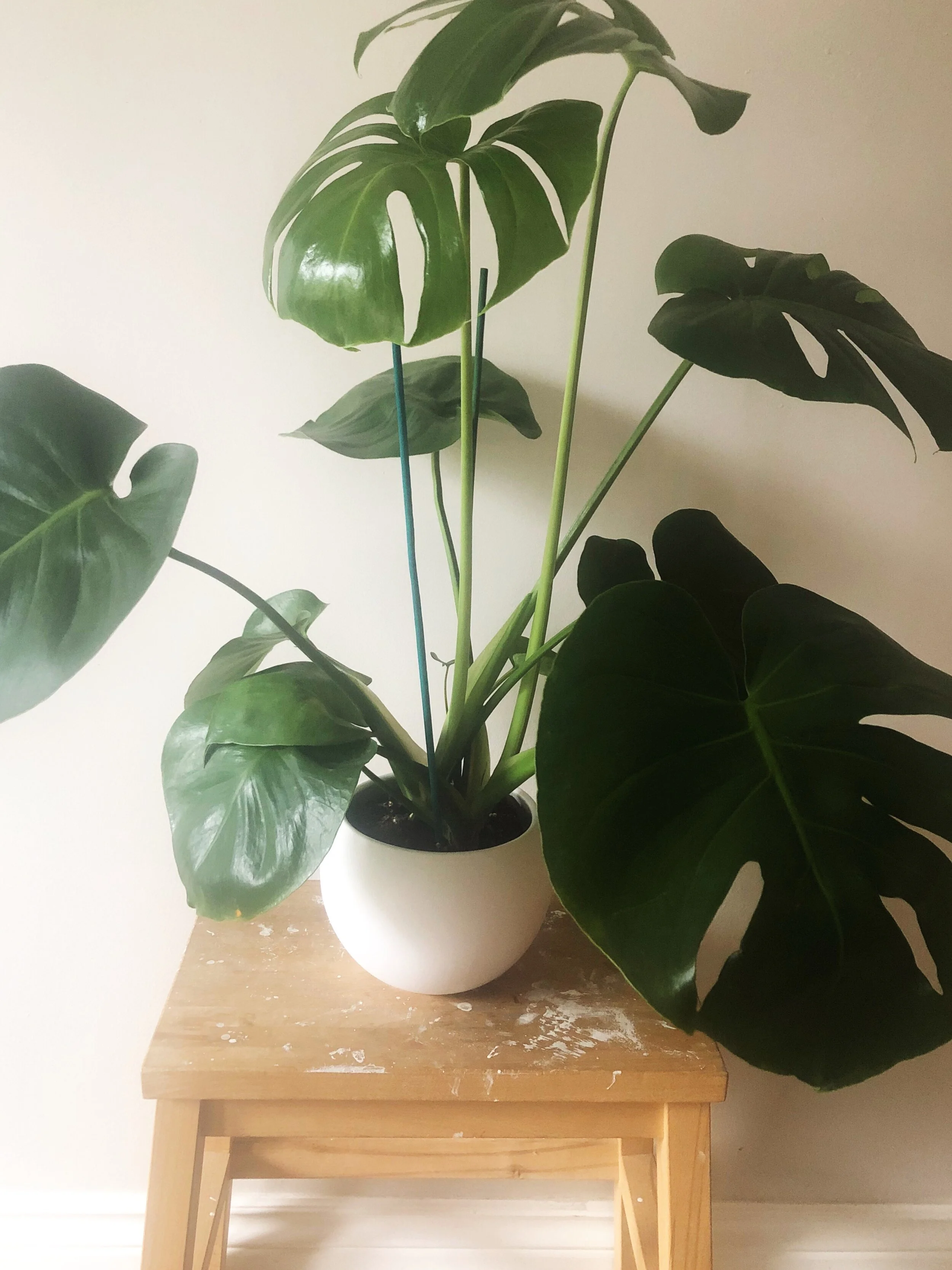 Life as a Plant Mom