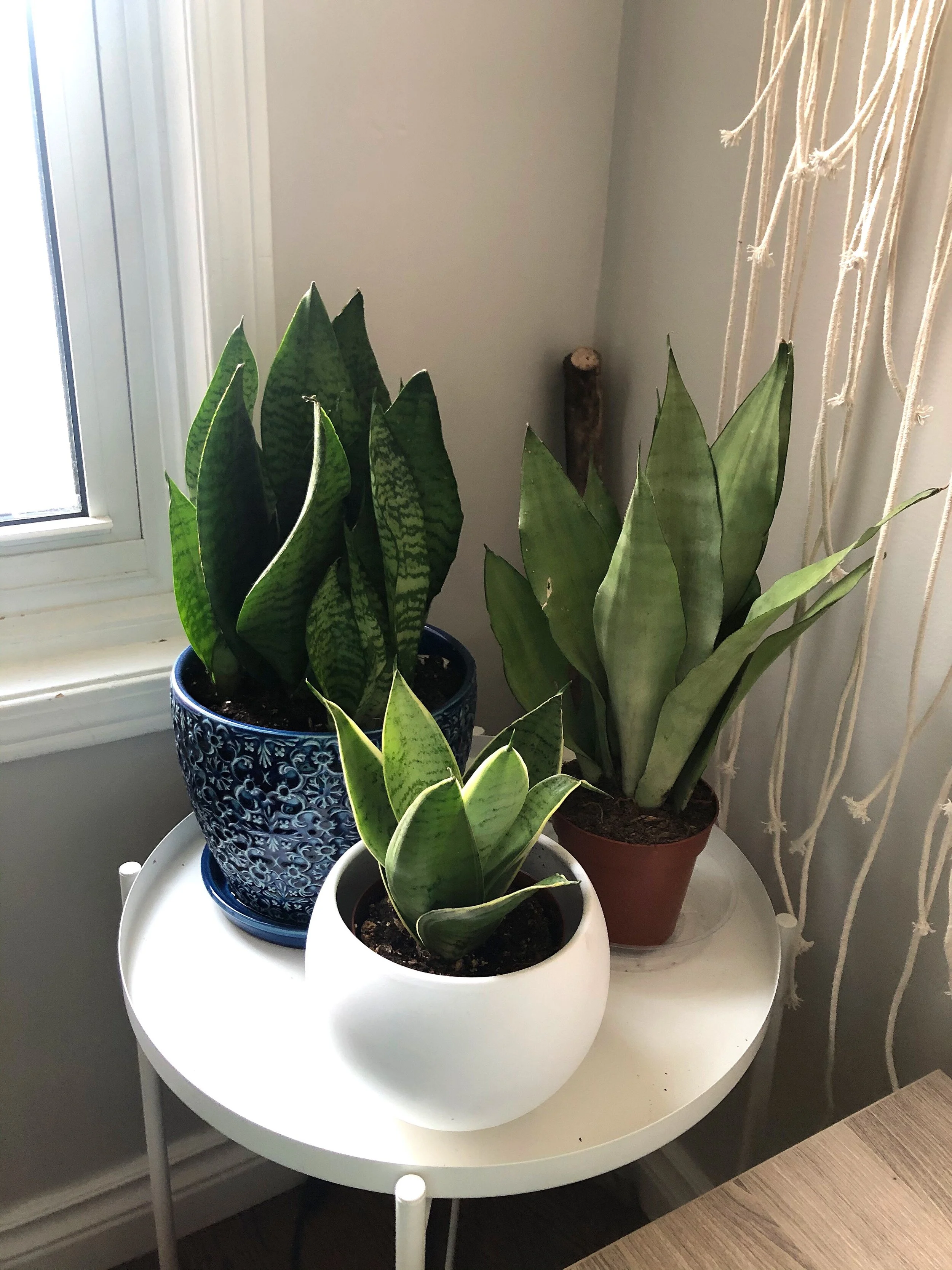 My Favourite House Plant