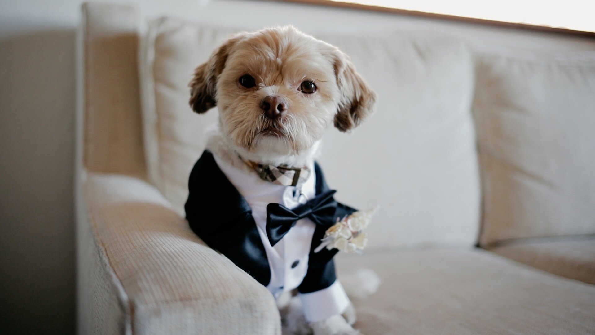 Wedding Dog