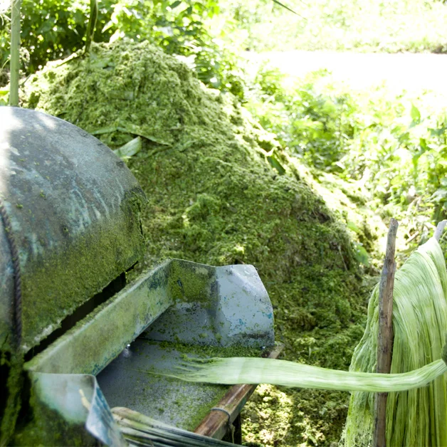 Plant Based Leather Alternative Innovators: Piñatex 