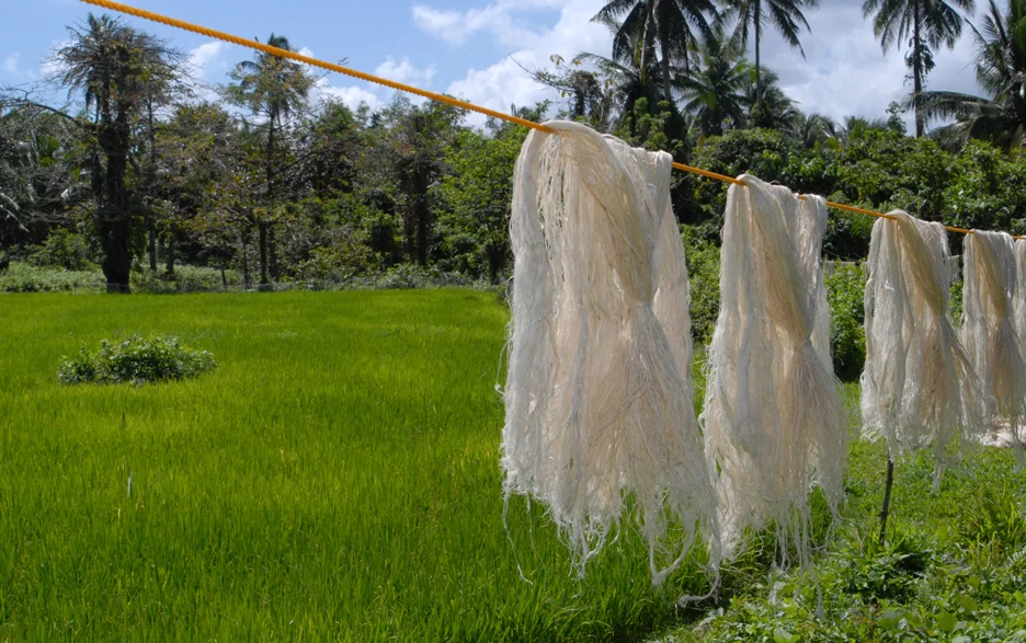 Plant Based Leather Alternative Innovators: Piñatex 