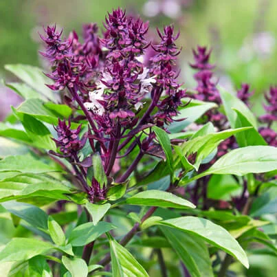 holy basil 