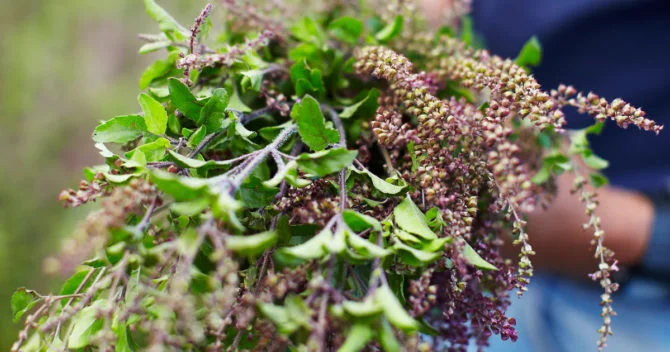 holy basil 