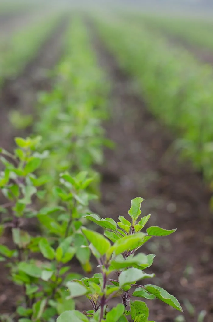 holy basil 