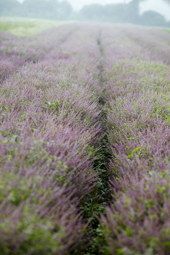 holy basil 