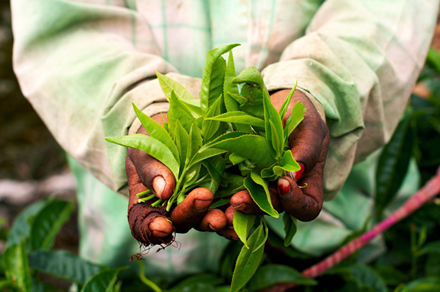 Holy Basil - Ingredient Inspiration