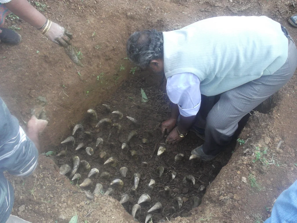 1a._BD_500_Cow_horn_burrying__in_pit_Large.JPG