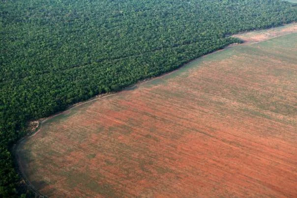 The Deforestation of God’s Earth - Pope Francis Speaks Out