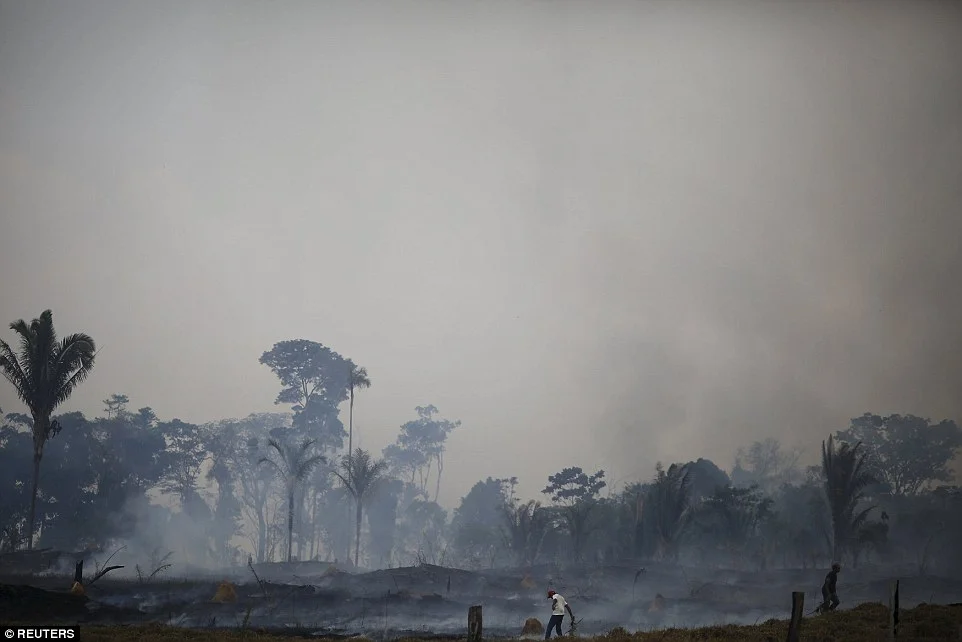 The Deforestation of God’s Earth - Pope Francis Speaks Out