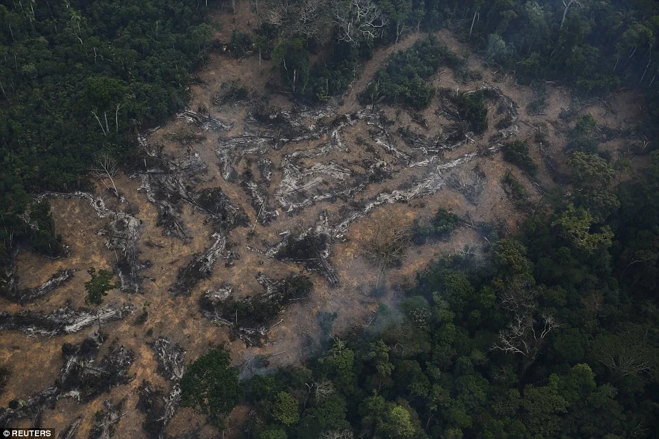 The Deforestation of God’s Earth - Pope Francis Speaks Out