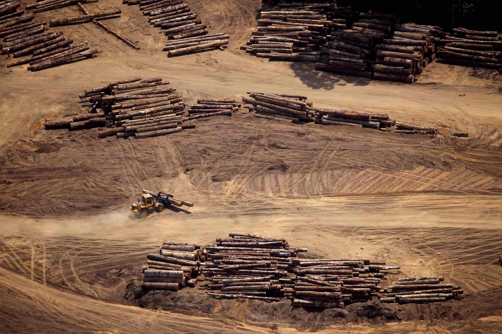 The Deforestation of God’s Earth - Pope Francis Speaks Out
