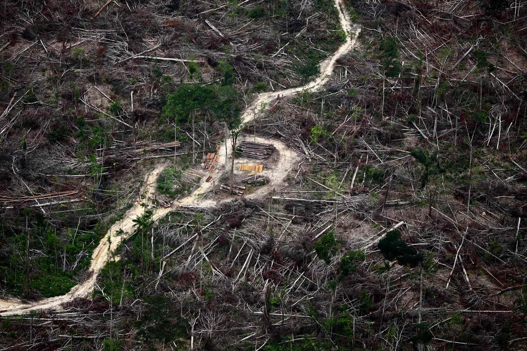 The Deforestation of God’s Earth - Pope Francis Speaks Out
