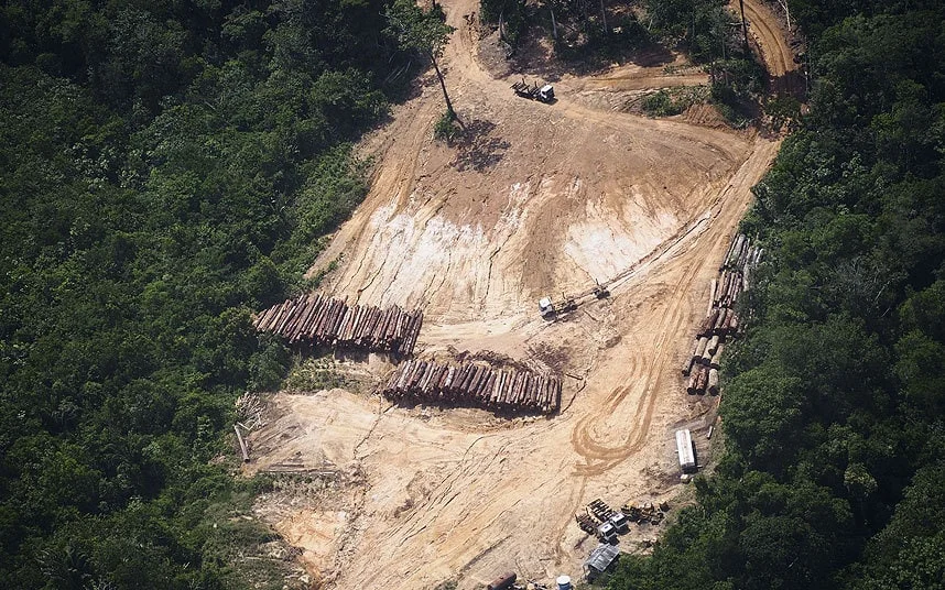 The Deforestation of God’s Earth - Pope Francis Speaks Out
