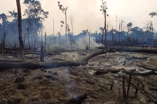 The Deforestation of God’s Earth - Pope Francis Speaks Out