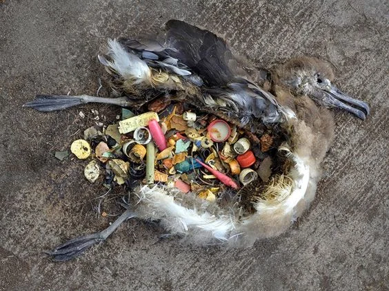 The Great Pacific Garbage Patch - A New Continent Emerging on the Surface of the Earth