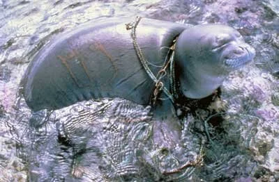 The Great Pacific Garbage Patch - A New Continent Emerging on the Surface of the Earth