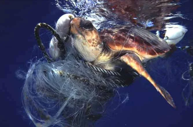 The Great Pacific Garbage Patch - A New Continent Emerging on the Surface of the Earth
