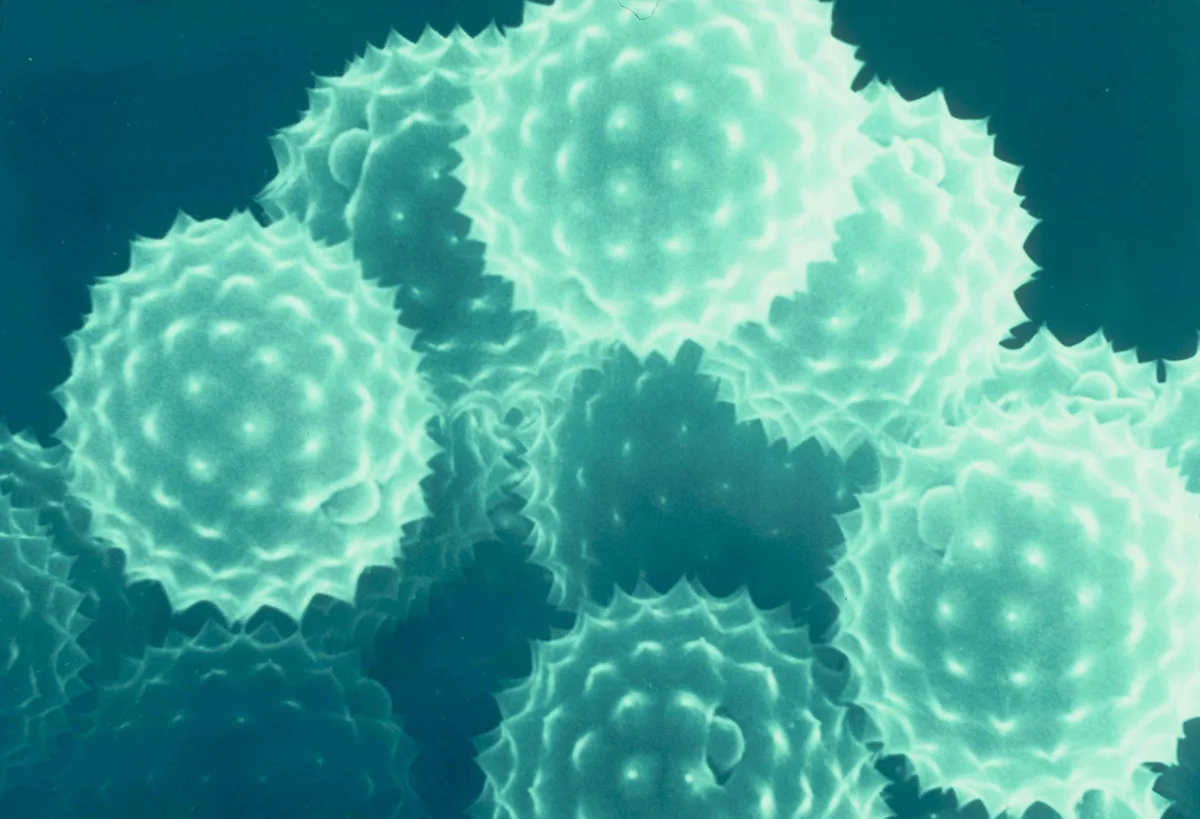 What is CBD? - Meet the New Superfood