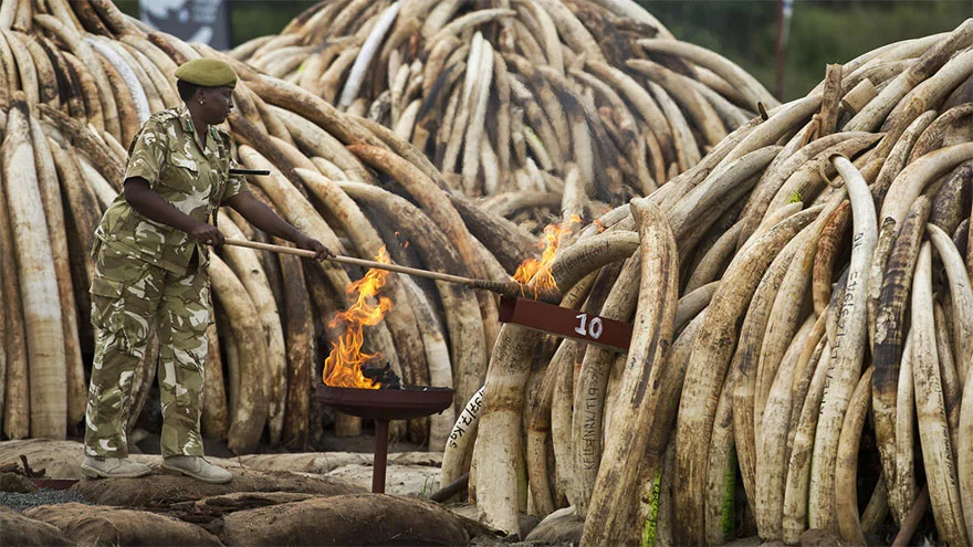 The Ivory Trade and Never Ending War Against Poaching