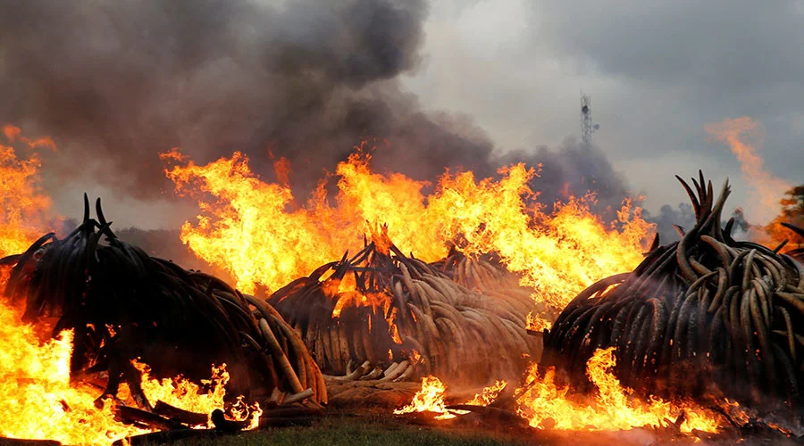 The Ivory Trade and Never Ending War Against Poaching