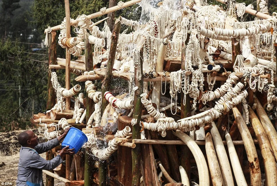 The Ivory Trade and Never Ending War Against Poaching