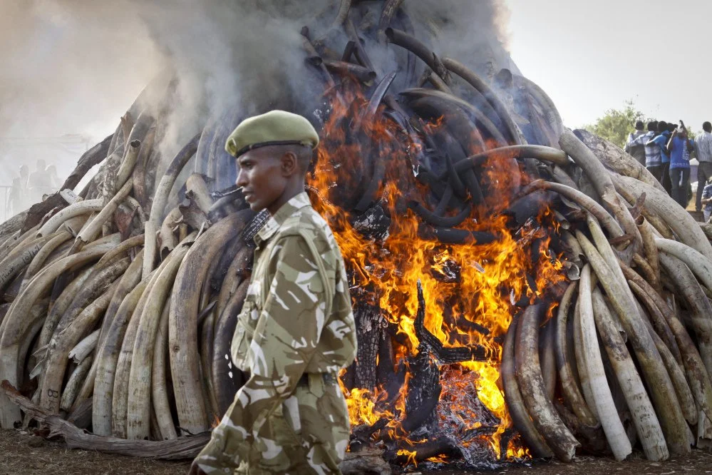 The Ivory Trade and Never Ending War Against Poaching