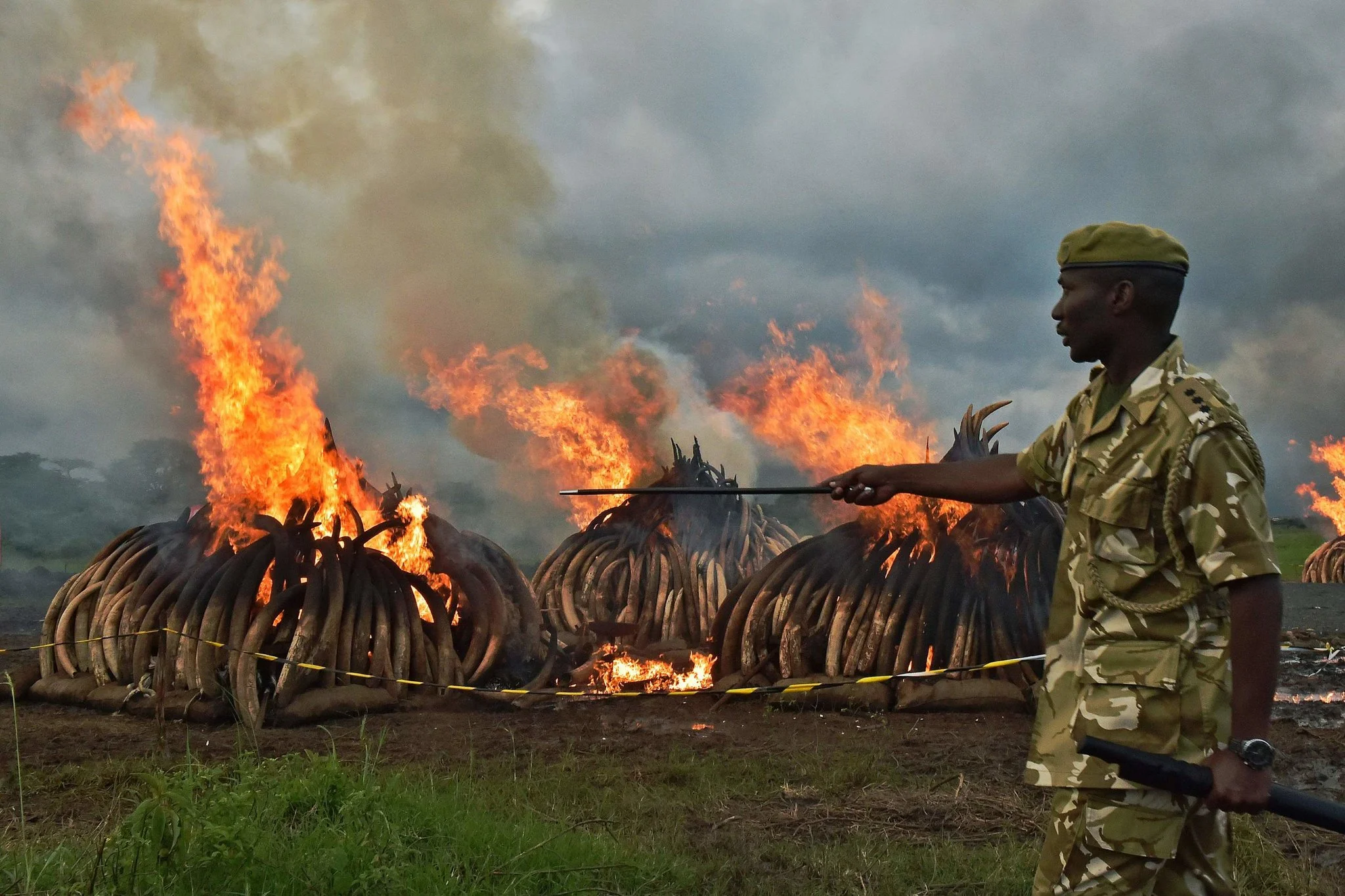The Ivory Trade and Never Ending War Against Poaching