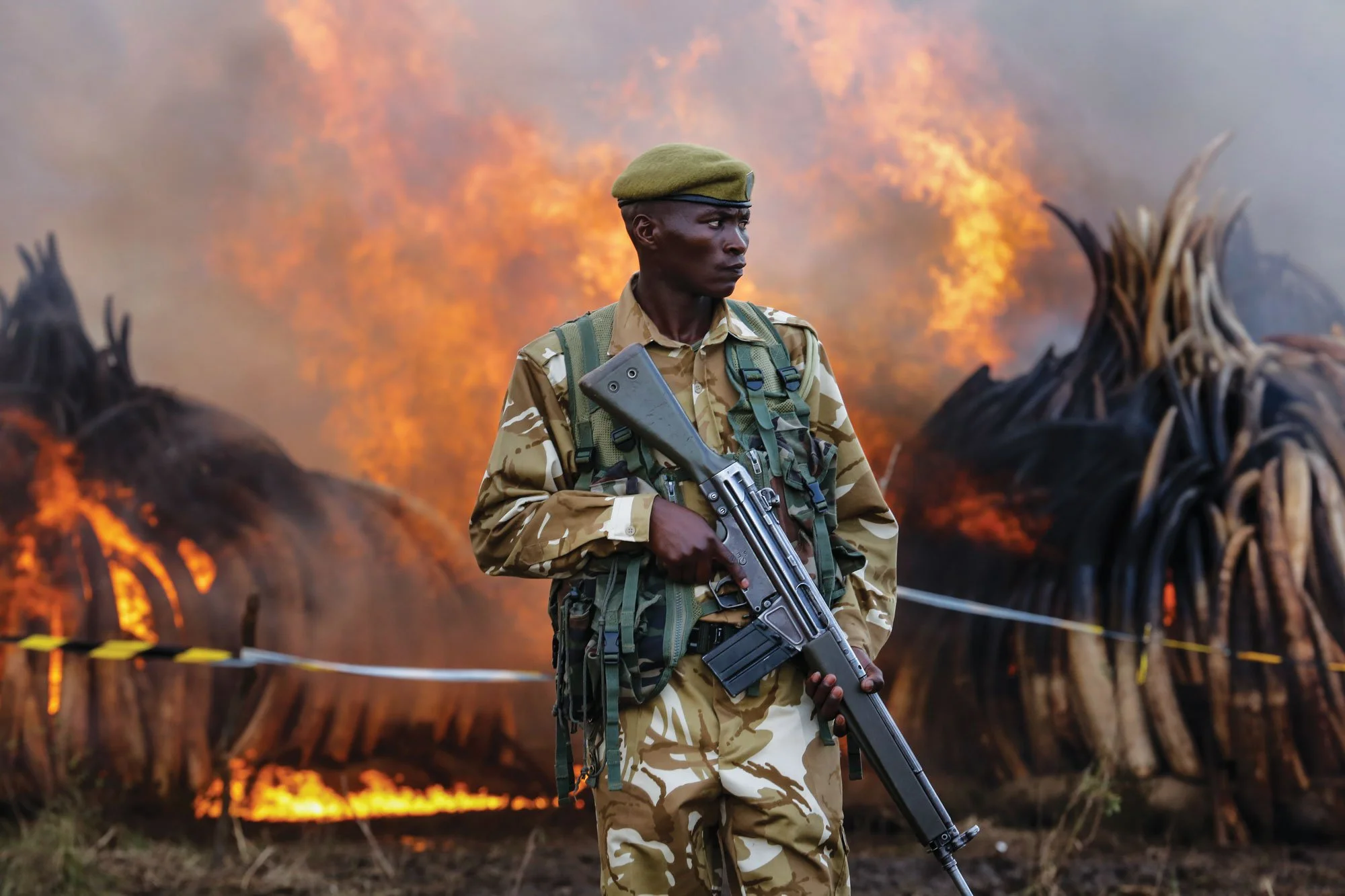 The Ivory Trade and Never Ending War Against Poaching