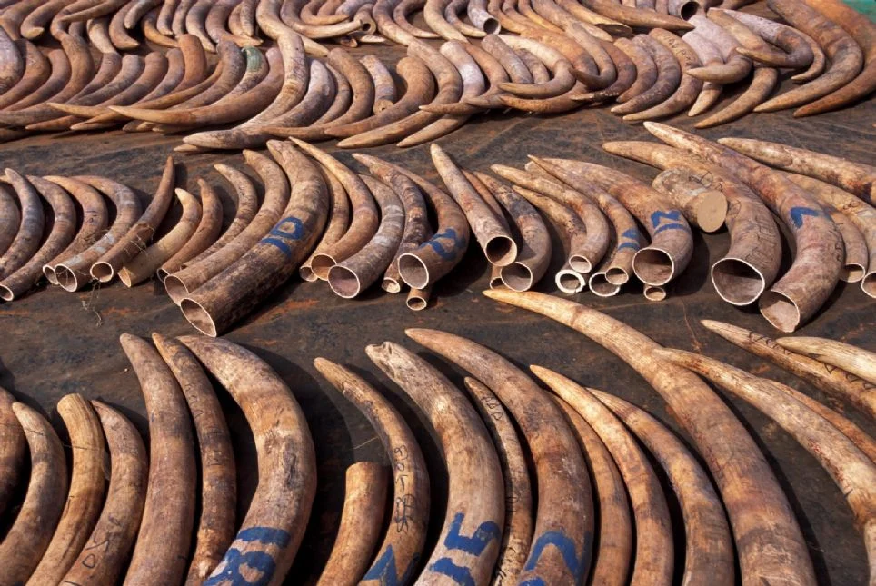 The Ivory Trade and Never Ending War Against Poaching