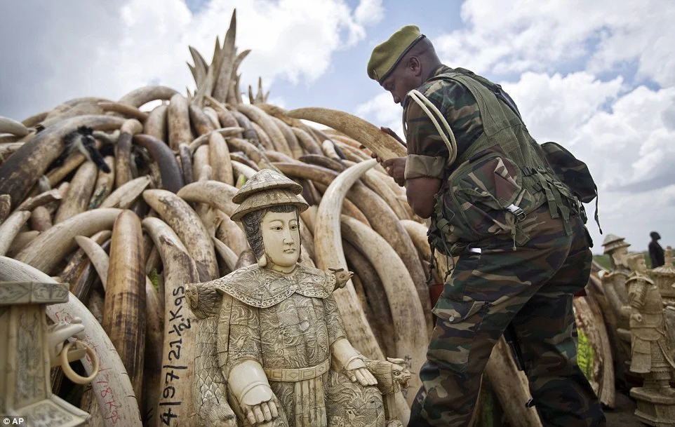 The Ivory Trade and Never Ending War Against Poaching