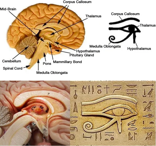 Keep your Third Eye Open - Foods That Activate And Decalcify Your Pineal Gland of the Endocrine System
