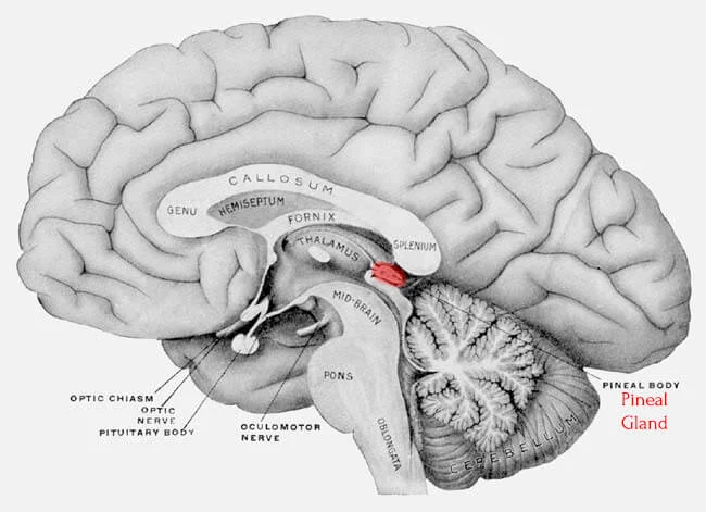 pineal-gland-2.jpg