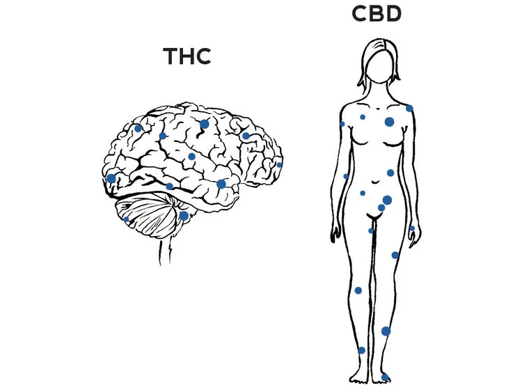 THC binds to receptors in the brain while CBD only binds to receptors throughout the body. (credit: kristenwilliamsdesigns.com