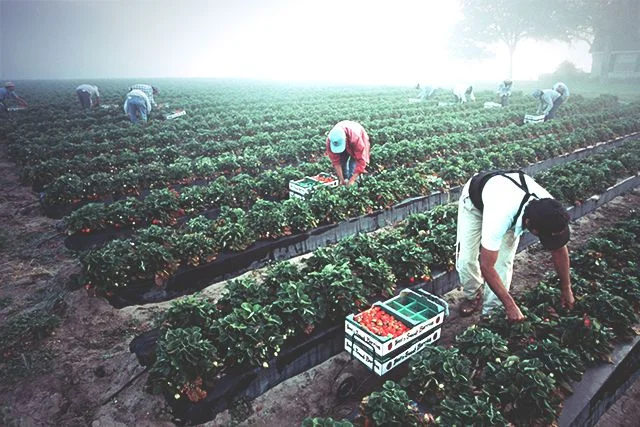 Poor Nutrition Produce may be Sabotaging our Health