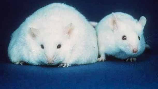 Poor Nutrition Produce may be Sabotaging our Health