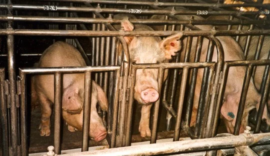 Ingrid Newkirk's Open Letter To The World: "NEVER BE SILENT."