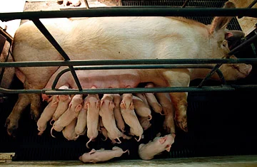 Ingrid Newkirk's Open Letter To The World: "NEVER BE SILENT."