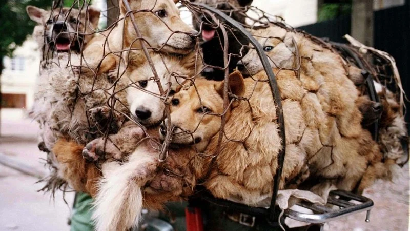 Ingrid Newkirk's Open Letter To The World: "NEVER BE SILENT."