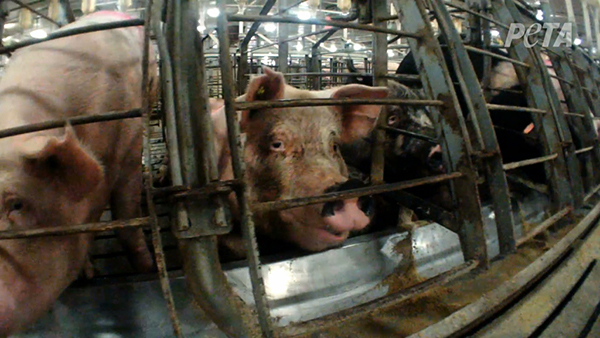Ingrid Newkirk's Open Letter To The World: "NEVER BE SILENT."