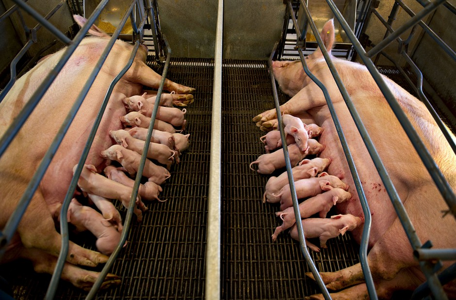 Ingrid Newkirk's Open Letter To The World: "NEVER BE SILENT."