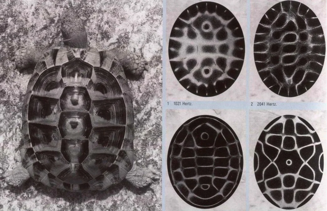 Cymatics - Decoding The Origins Of Life Through Sound Vibrations.