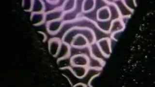 Cymatics - Decoding The Origins Of Life Through Sound Vibrations.