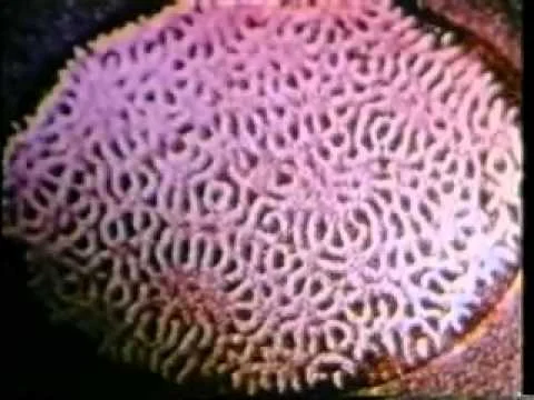 Cymatics - Decoding The Origins Of Life Through Sound Vibrations.