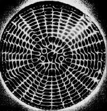 Cymatics - Decoding The Origins Of Life Through Sound Vibrations.