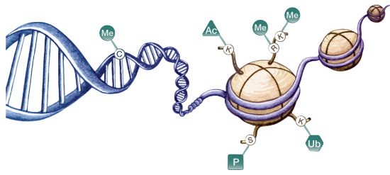 Epigenetic mechanisms involved in regulation of gene expression. (credit: worldwide.promega.com)