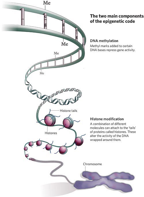 Epigenetics mechanisms. (credit: embryology.med.unsw.edu.au)