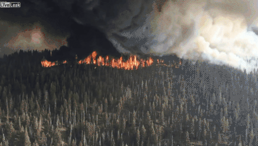 Slash and Burn Agriculture - The Arson Of Mother Nature for Profit!